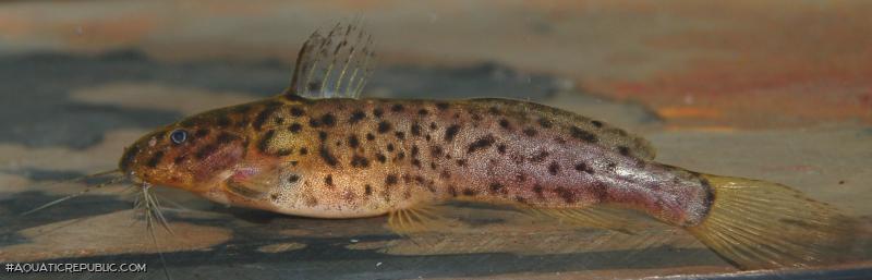 Microsynodontis polli