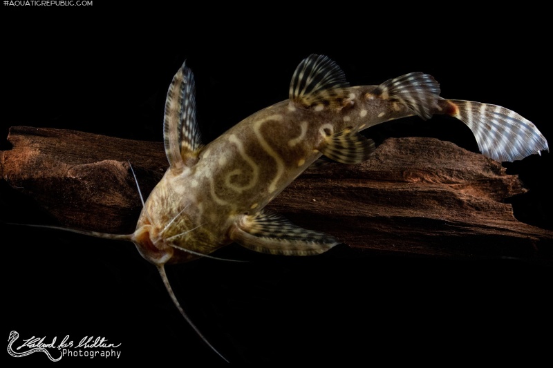 Synodontis angelicus