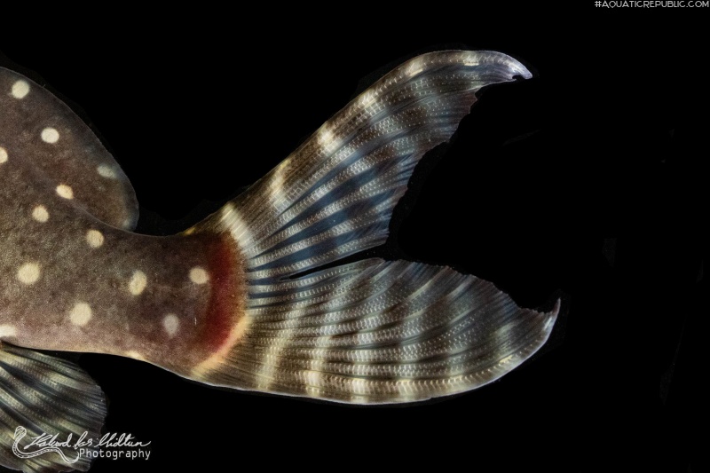 Synodontis angelicus