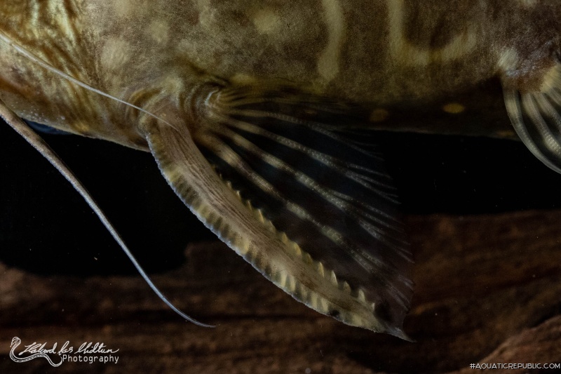 Synodontis angelicus