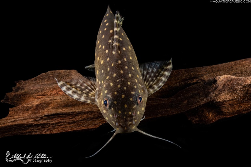 Synodontis angelicus