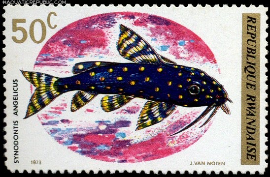 Synodontis angelicus