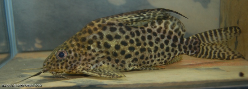 Synodontis ansorgii