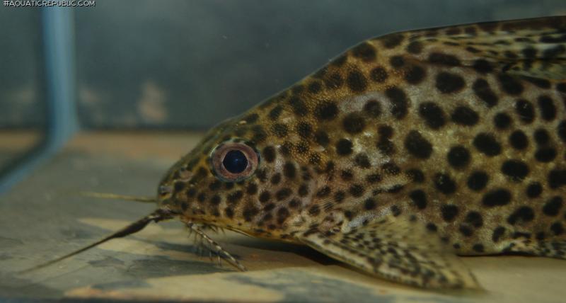 Synodontis ansorgii