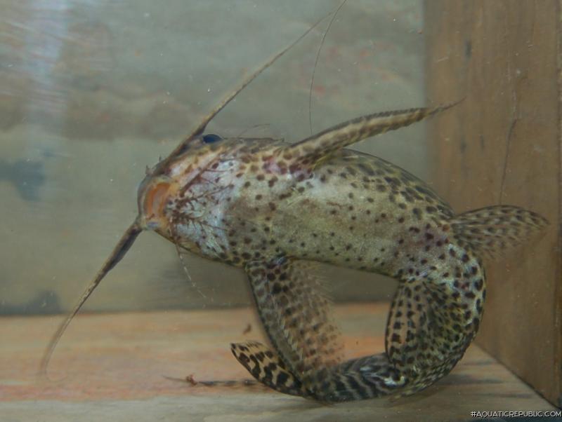 Synodontis ansorgii