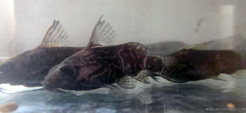 Synodontis aterrimus