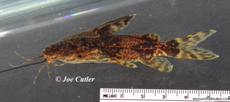 Synodontis batesii