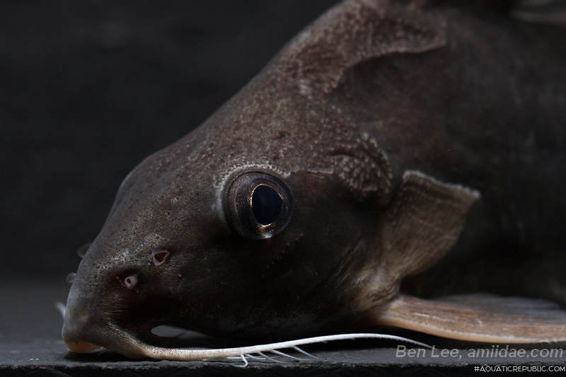 Synodontis clarias