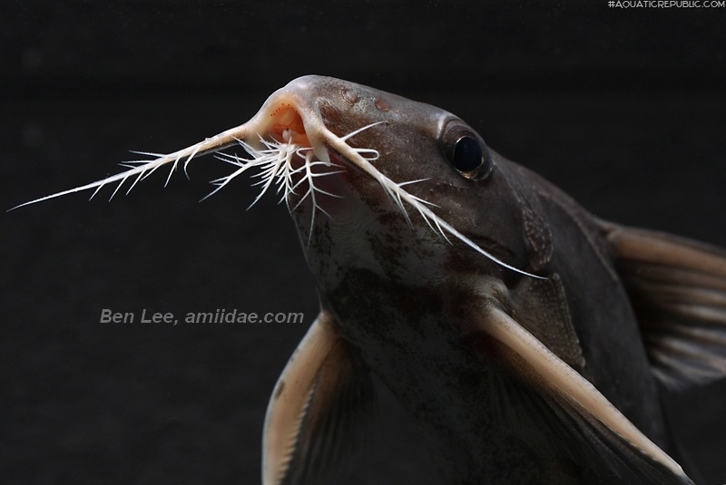 Synodontis clarias