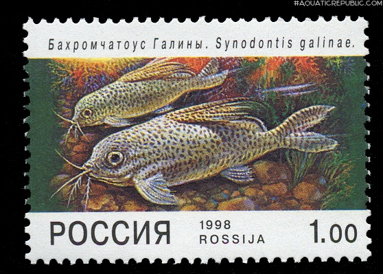 Synodontis eupterus