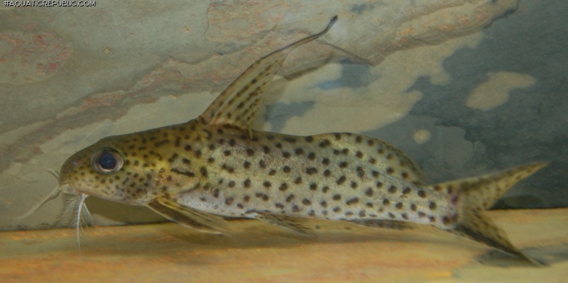 Synodontis filamentosus