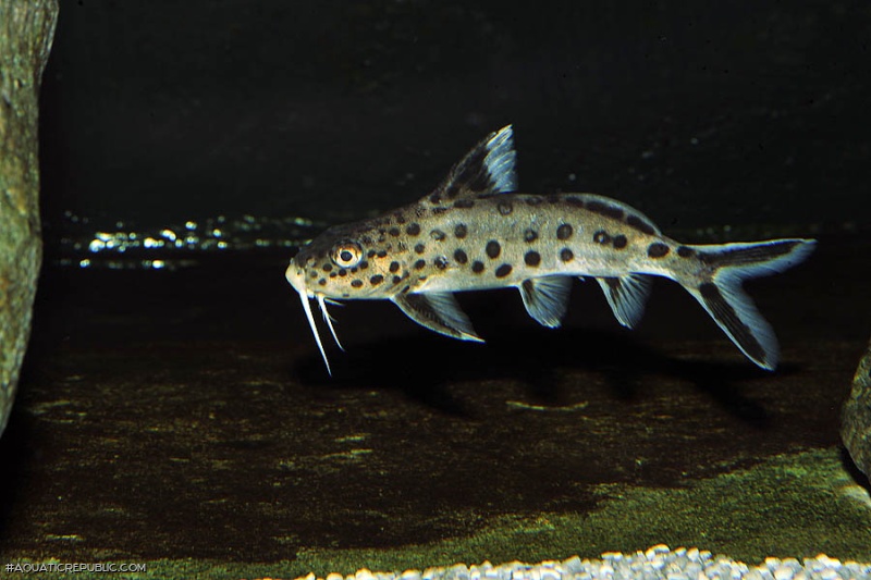 Synodontis grandiops