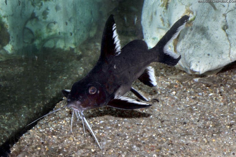 Synodontis granulosus