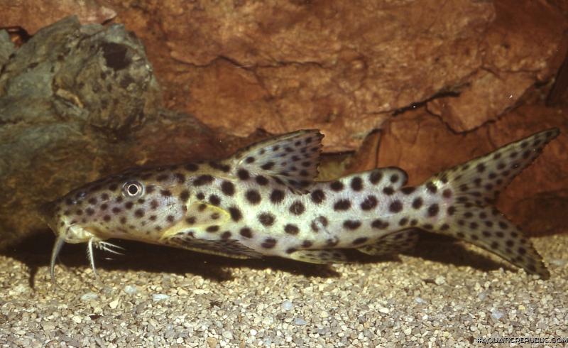 Synodontis longirostris