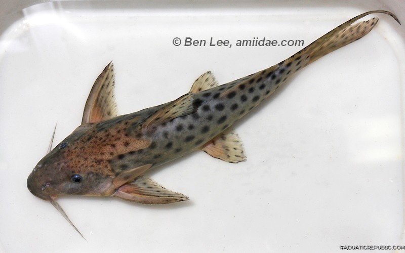 Synodontis longirostris