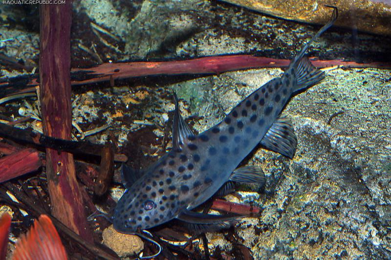 Synodontis longirostris