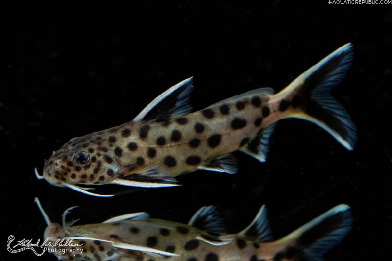 Synodontis lucipinnis