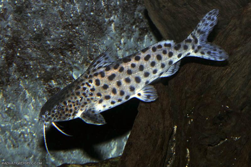 Synodontis njassae