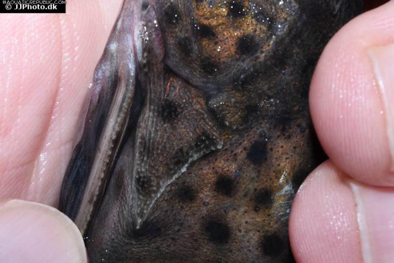 Synodontis njassae