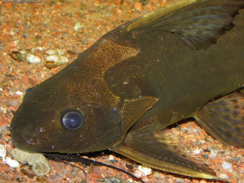 Synodontis obesus