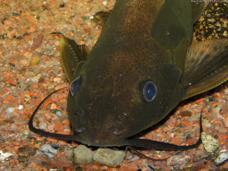 Synodontis obesus