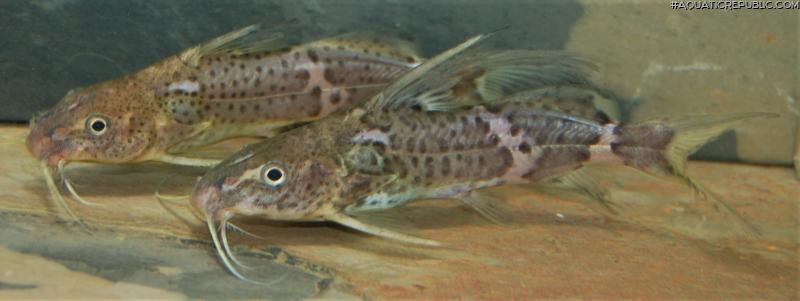 Synodontis orientalis