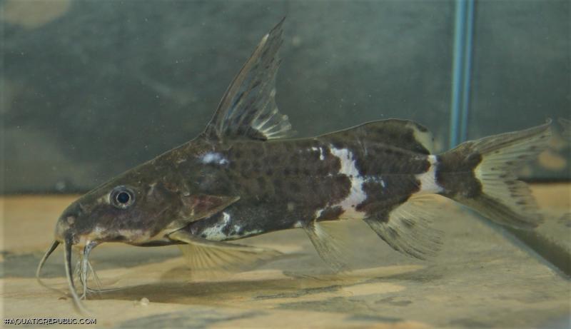 Synodontis orientalis