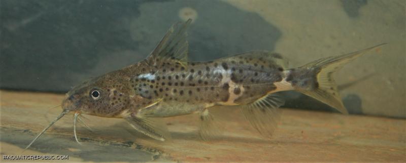 Synodontis orientalis