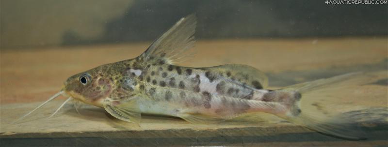 Synodontis orientalis