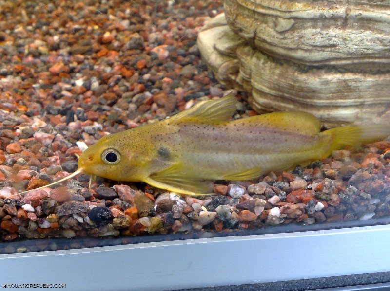 Synodontis ouemeensis