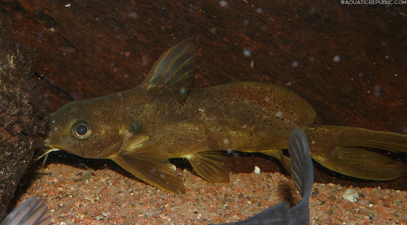 Synodontis ouemeensis