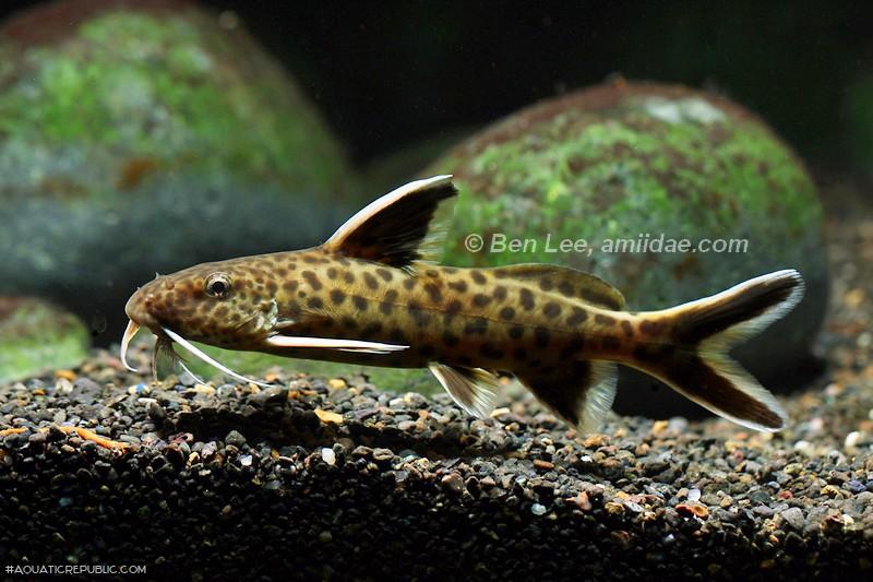 Synodontis petricola