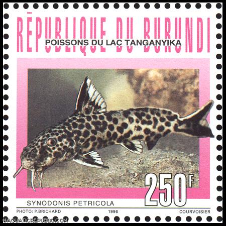 Synodontis petricola