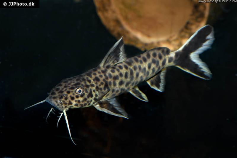 Synodontis petricola