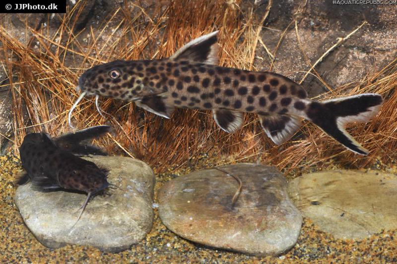 Synodontis petricola