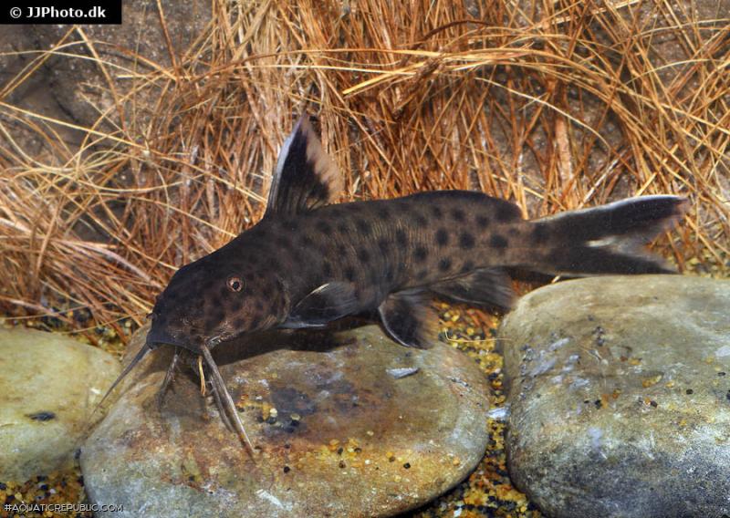 Synodontis petricola