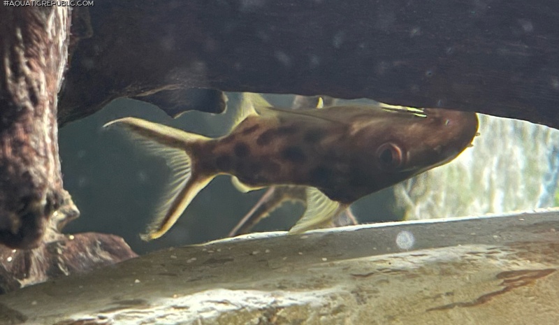 Synodontis pleurops