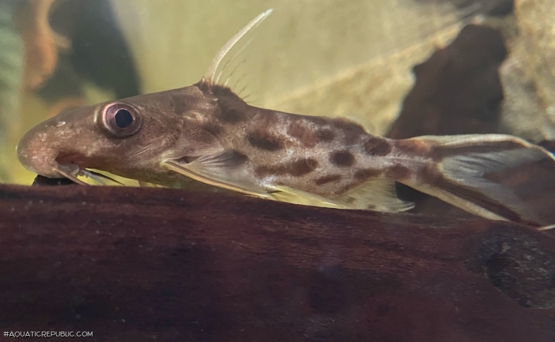 Synodontis pleurops