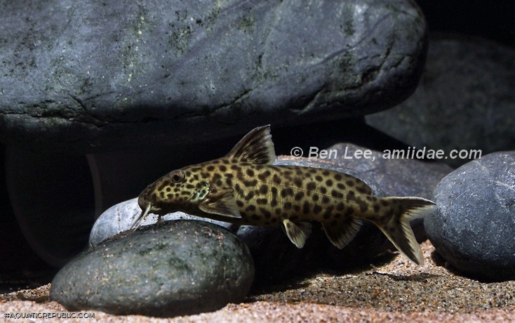 Synodontis polli