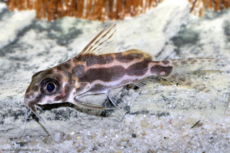 Synodontis robertsi