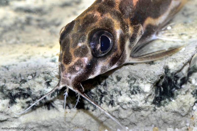 Synodontis robertsi