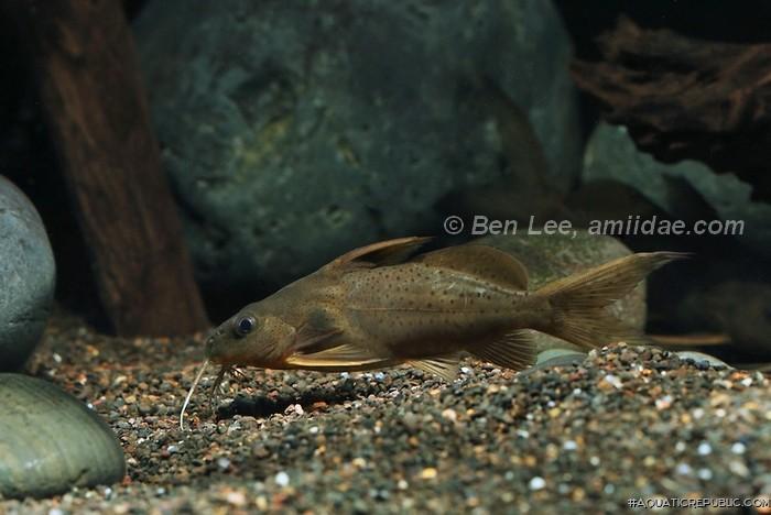 Synodontis schall