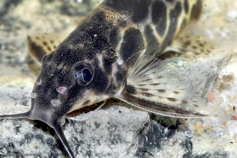 Synodontis soloni