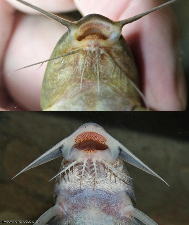 Synodontis sp. `NIGERIA`