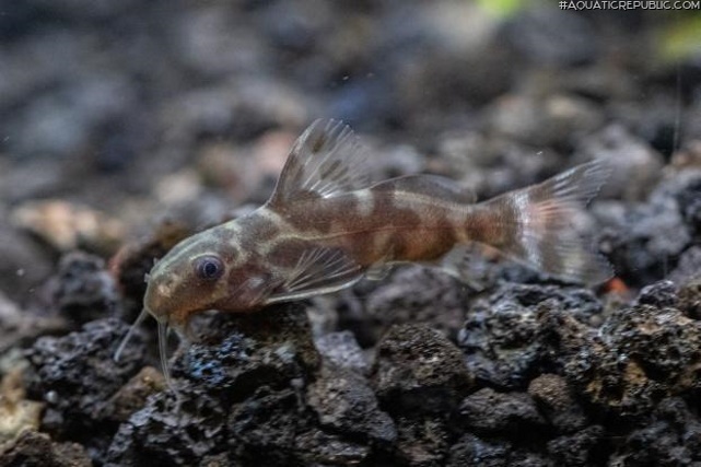 Synodontis sp. hybrid(3)