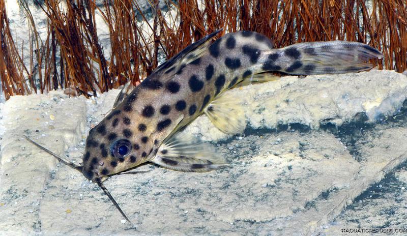 Synodontis sp. hybrid(4)