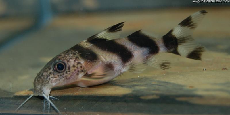 Synodontis sp. hybrid(5)