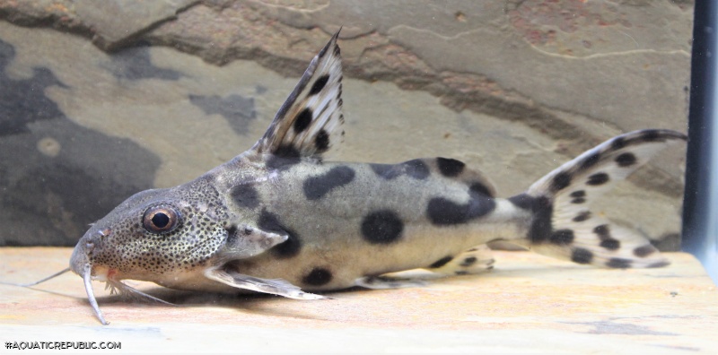 Synodontis sp. hybrid(5)