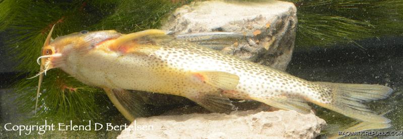 Synodontis vanderwaali