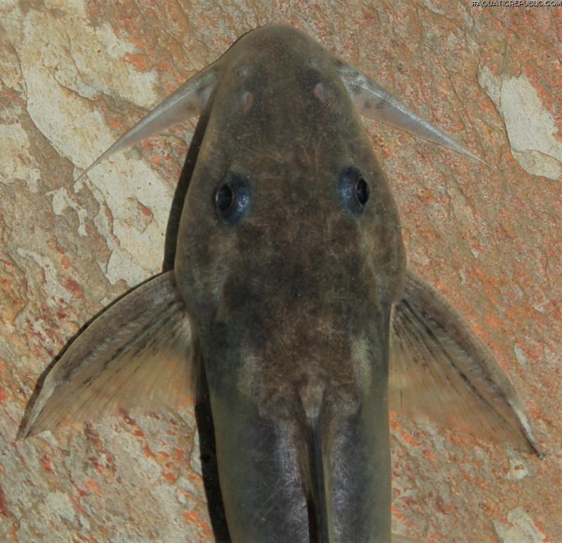 Synodontis violaceus